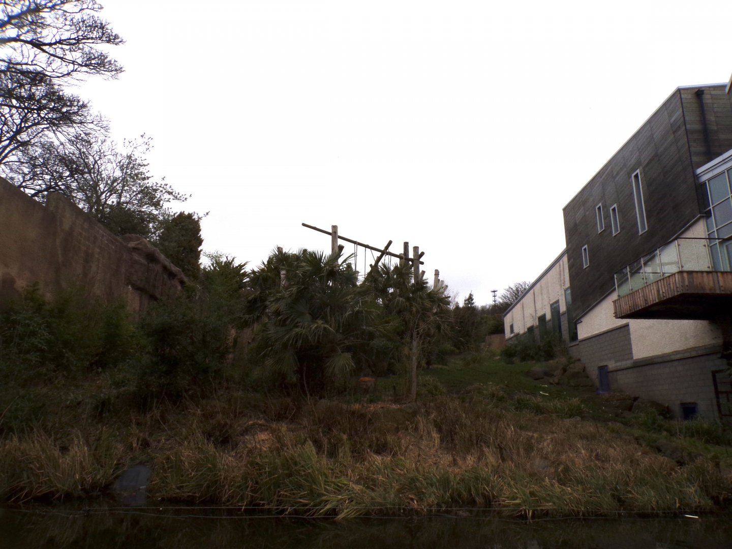 Chimpanzee enclosure with tree chopped down 1.3.25