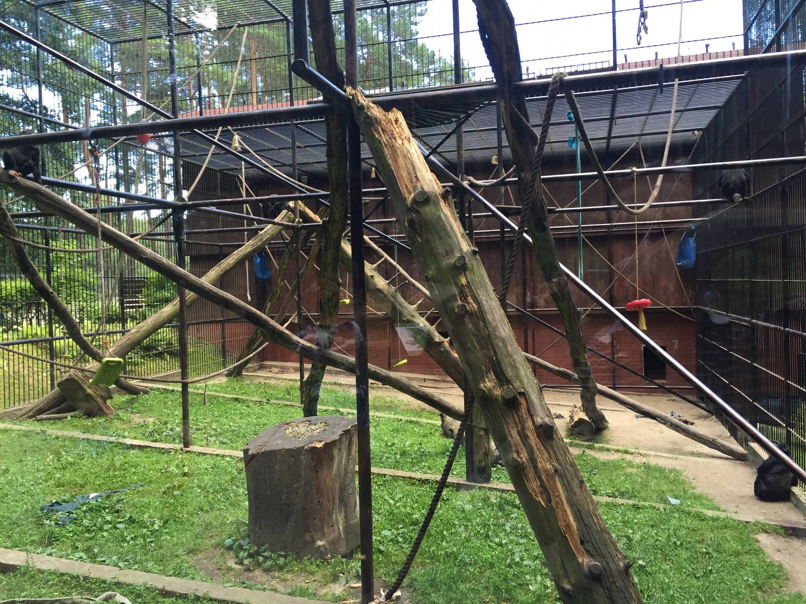 Chimpanzee enclosure - Zoo Gdansk 20.07.16.