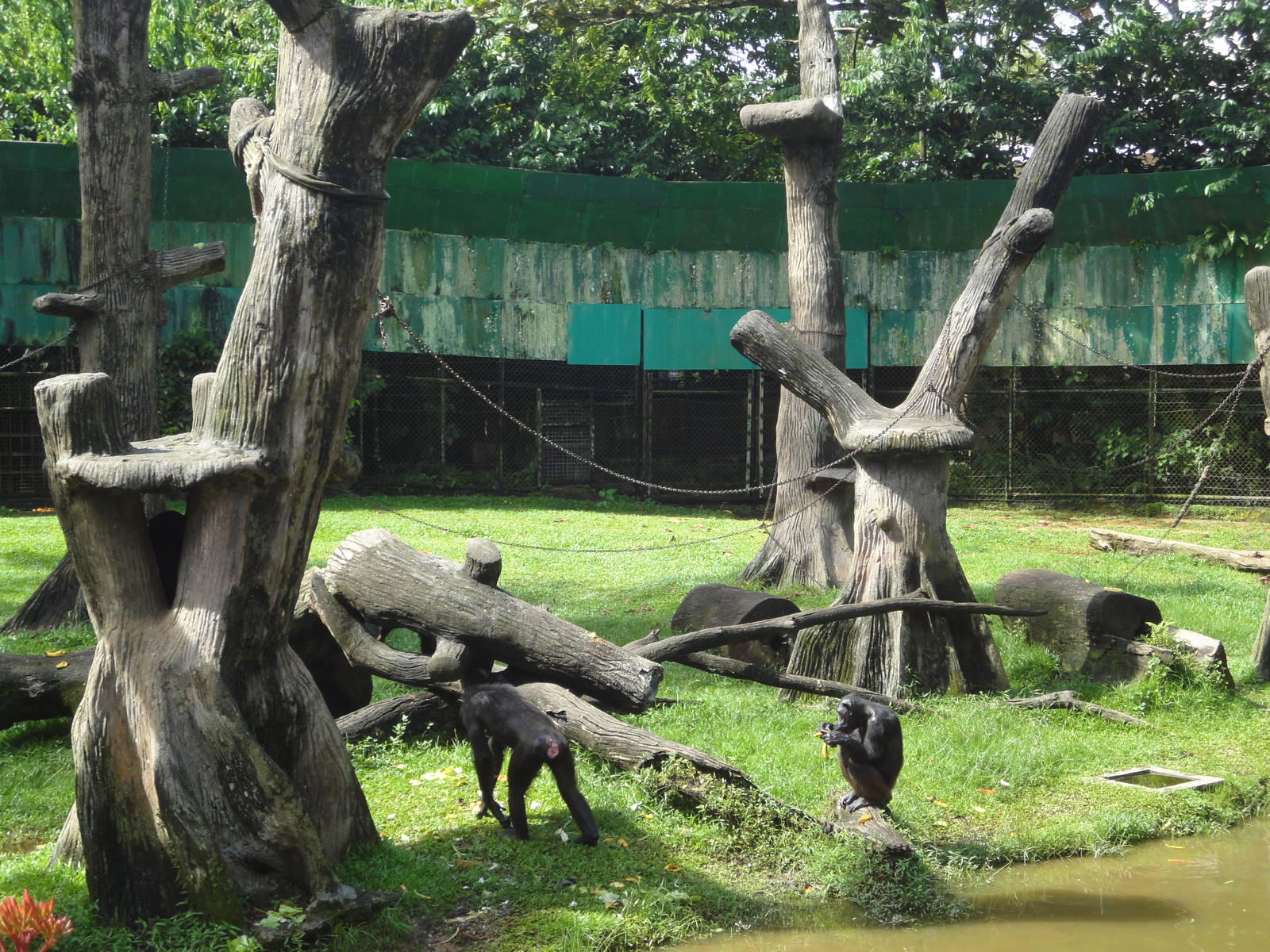 Chimpanzee Enclosure