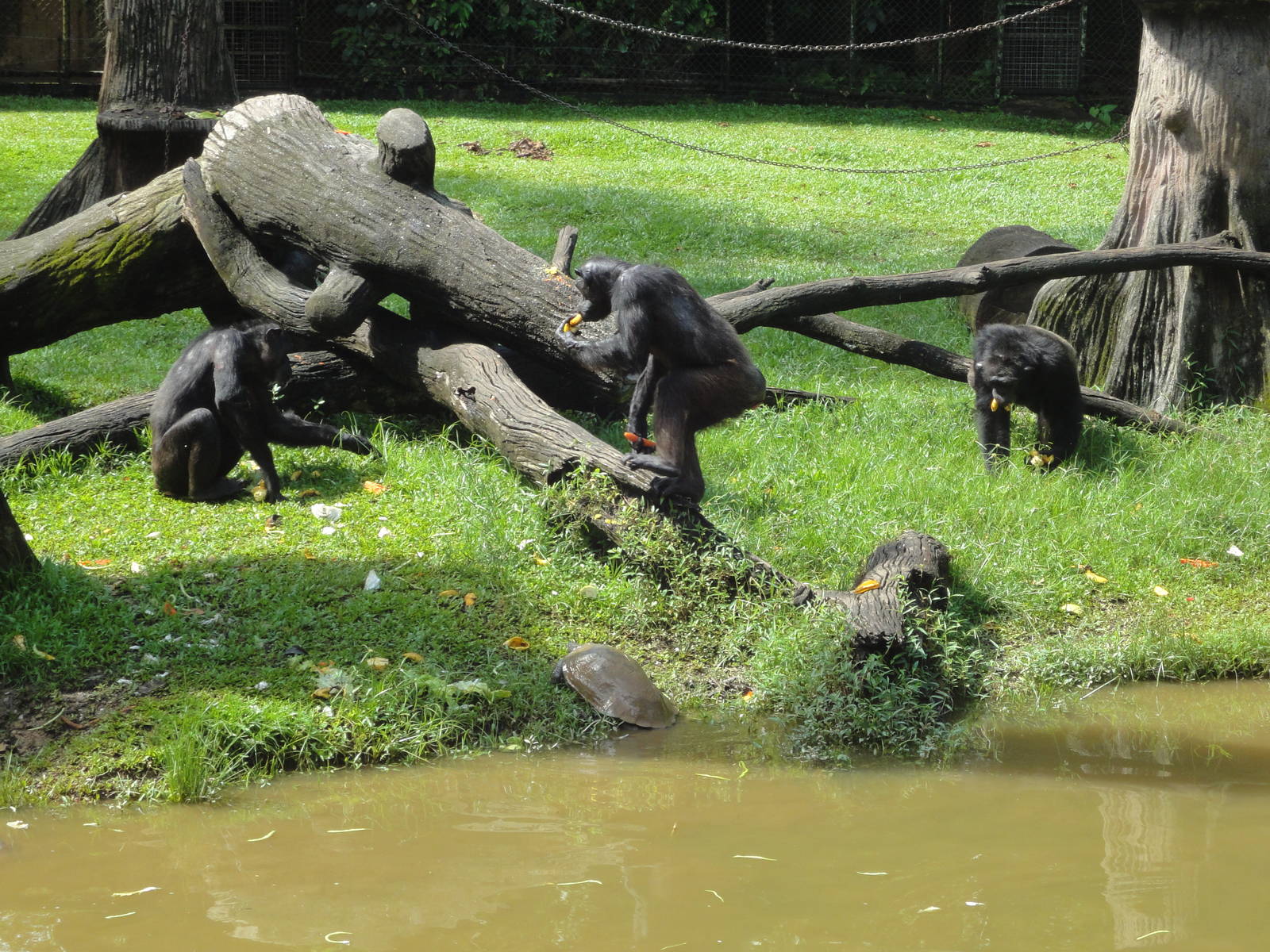 Chimpanzee Enclosure