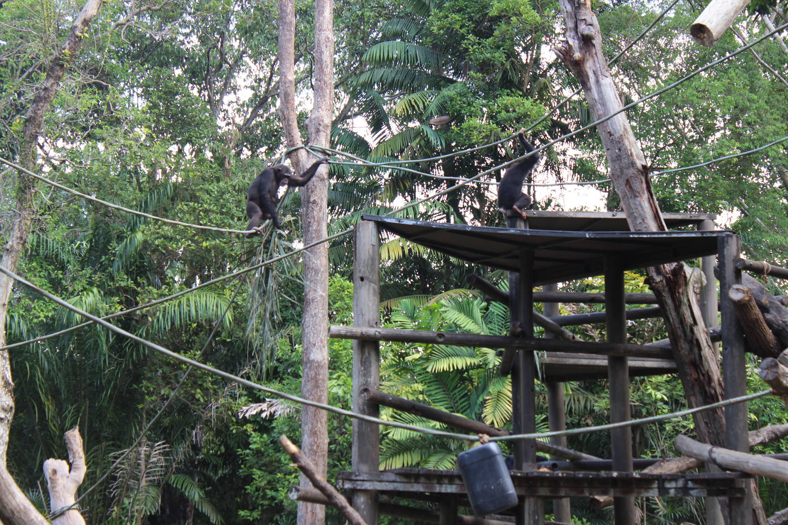 Chimpanzee Enclosure