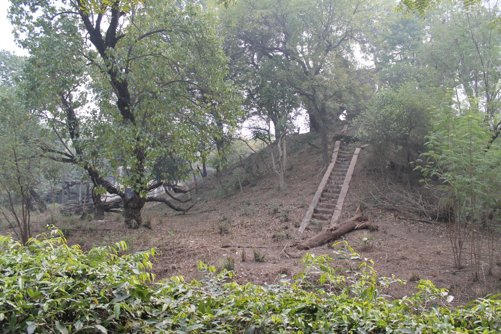Chimpanzee enclosure
