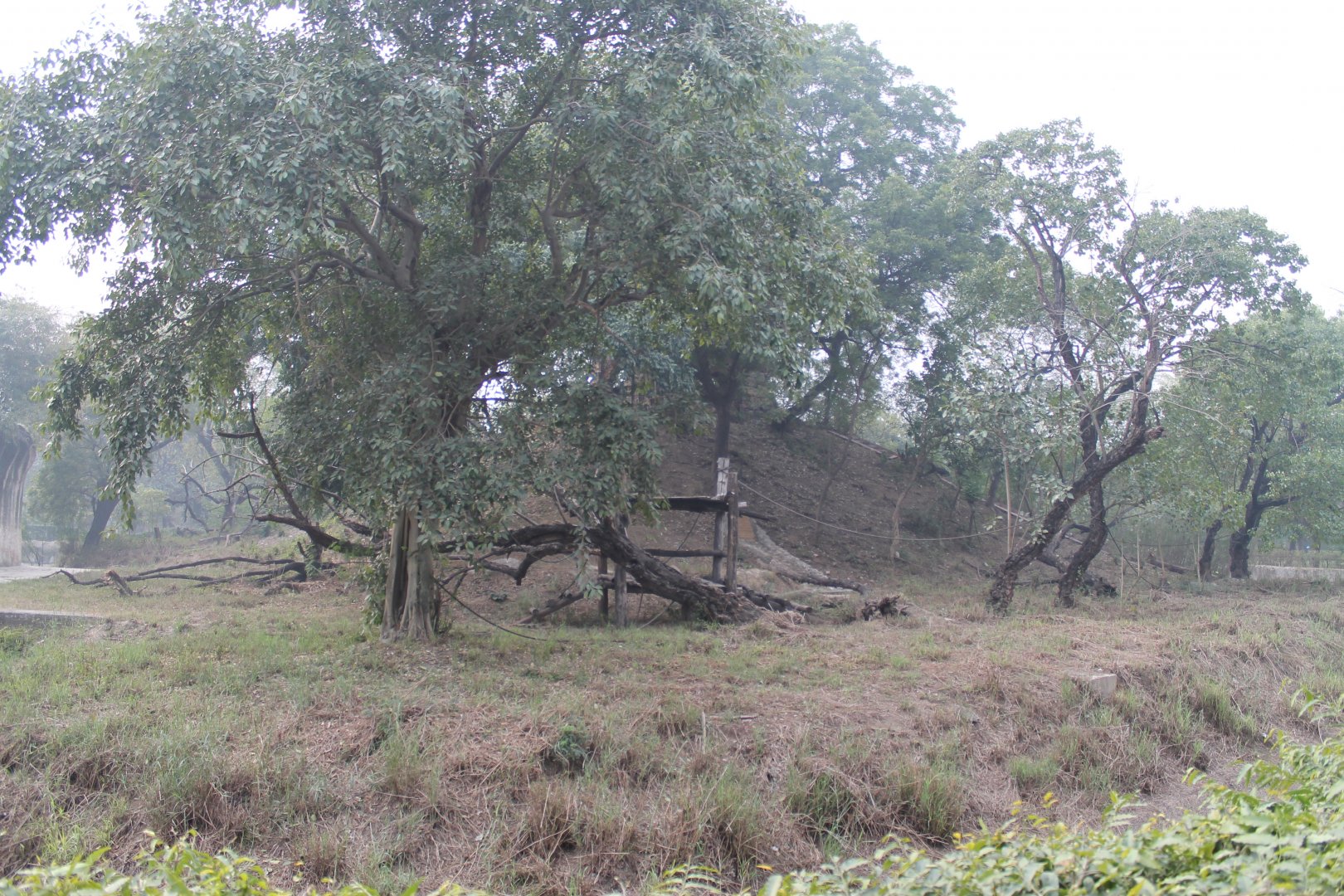 Chimpanzee enclosure