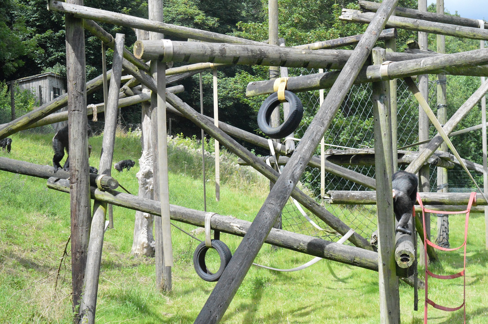Chimpanzee enclosure