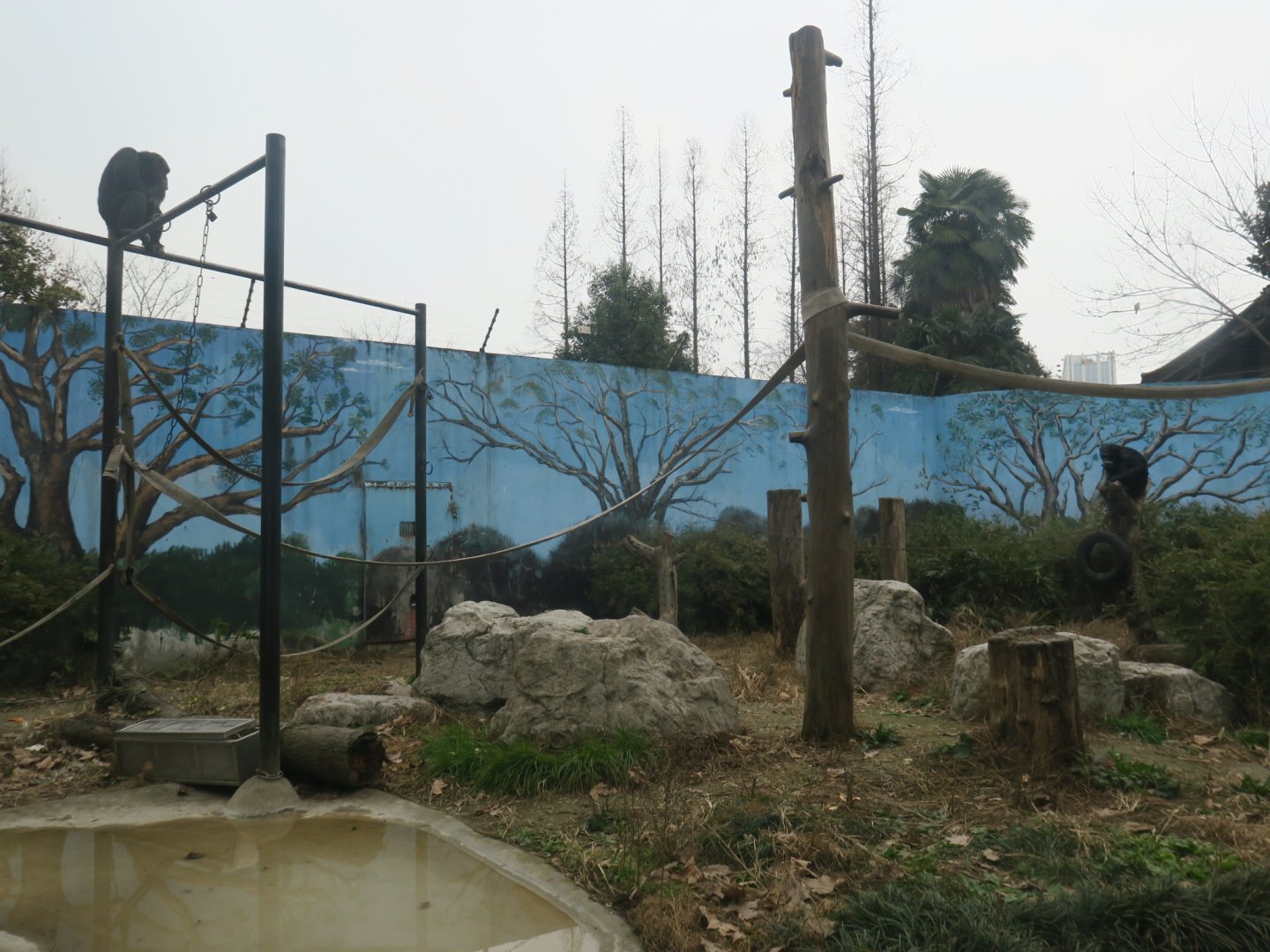 chimpanzee enclosure