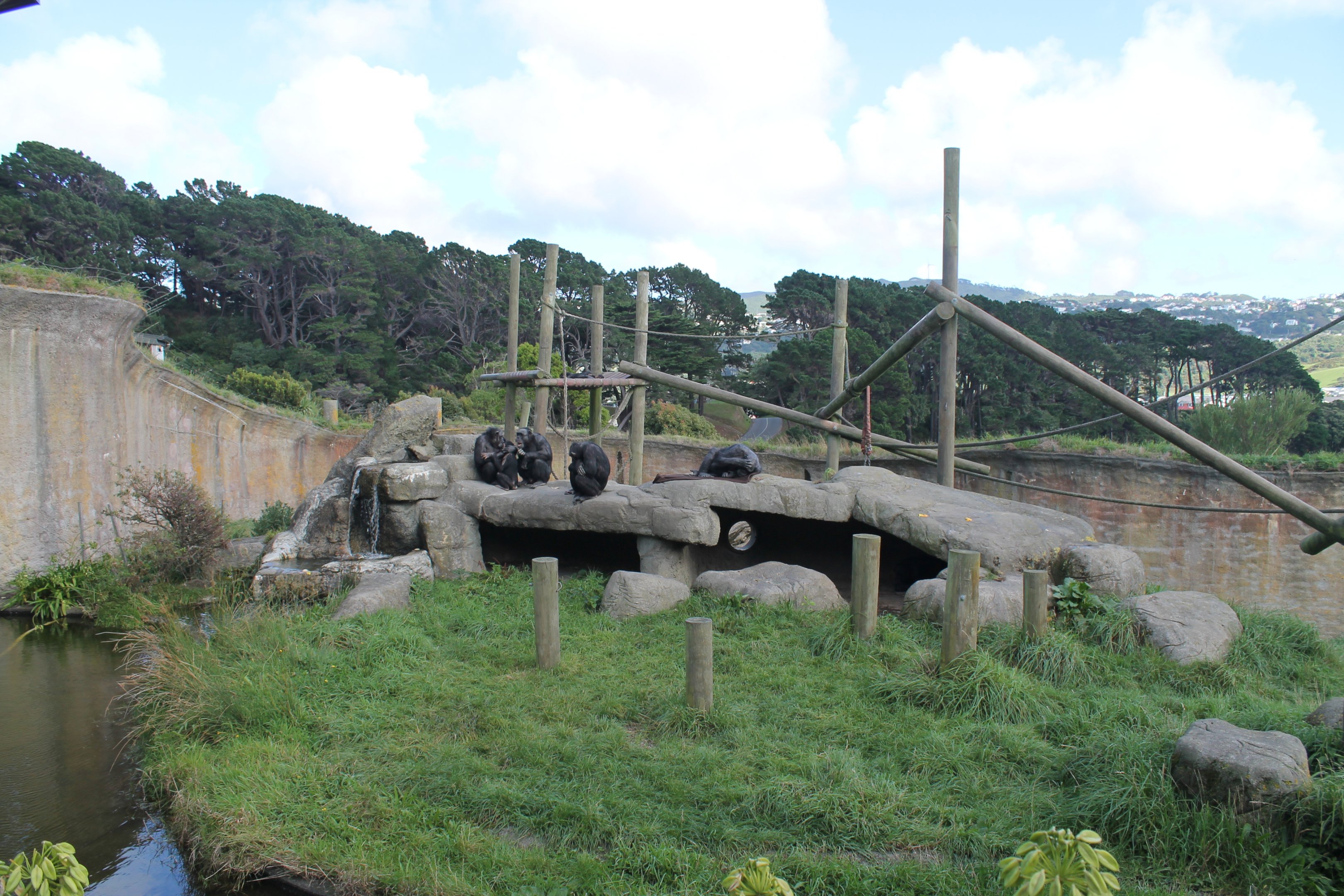 Chimpanzee enclosure