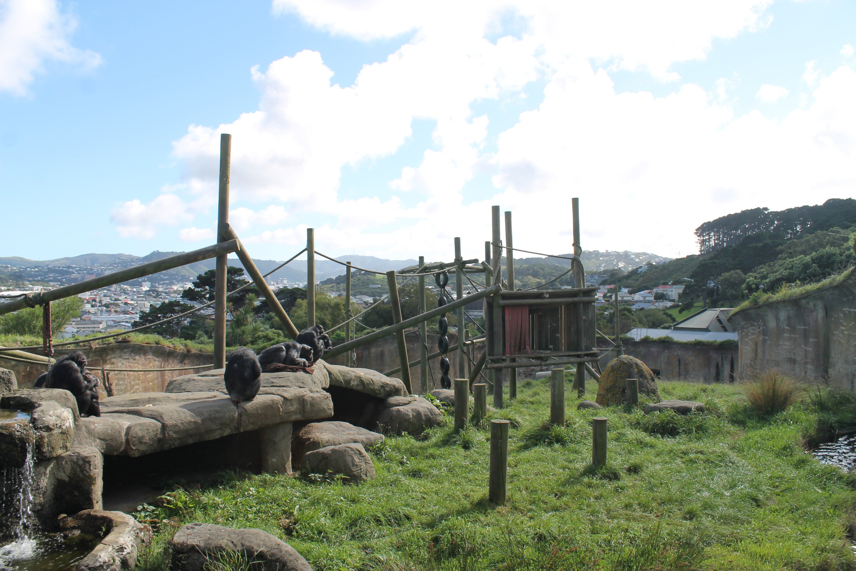 Chimpanzee enclosure
