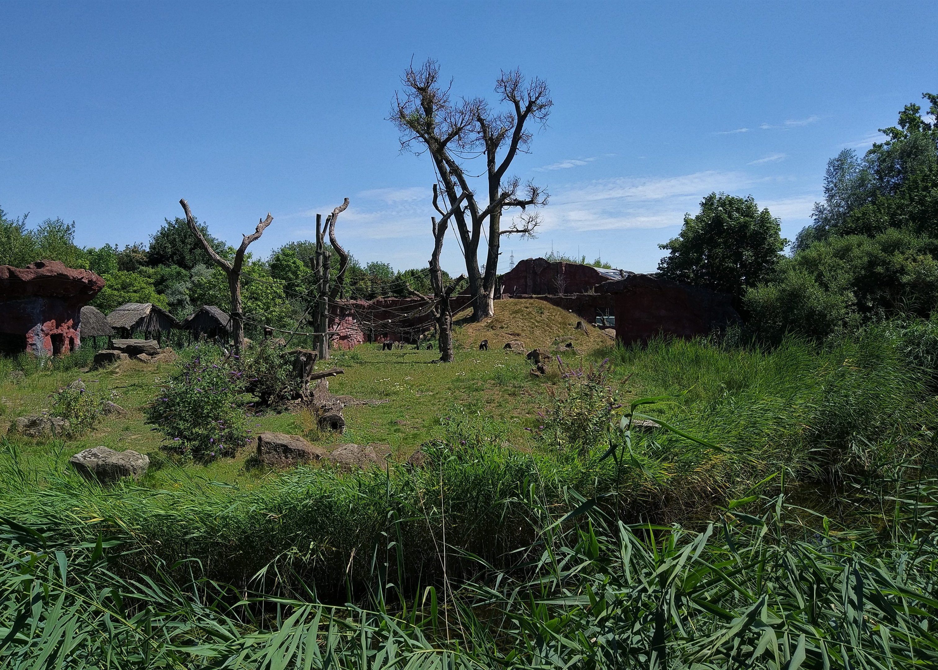 Chimpanzee Enclosure
