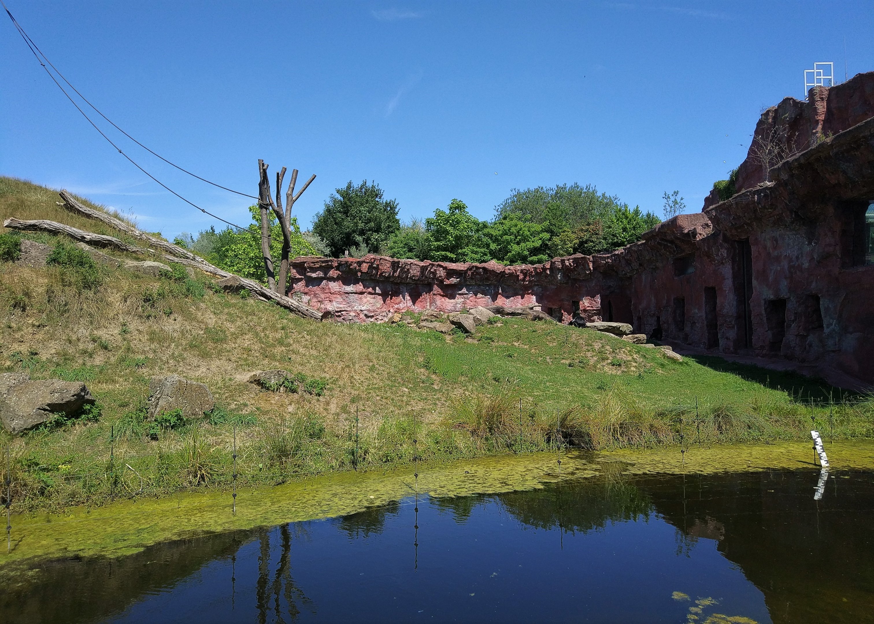 Chimpanzee Enclosure