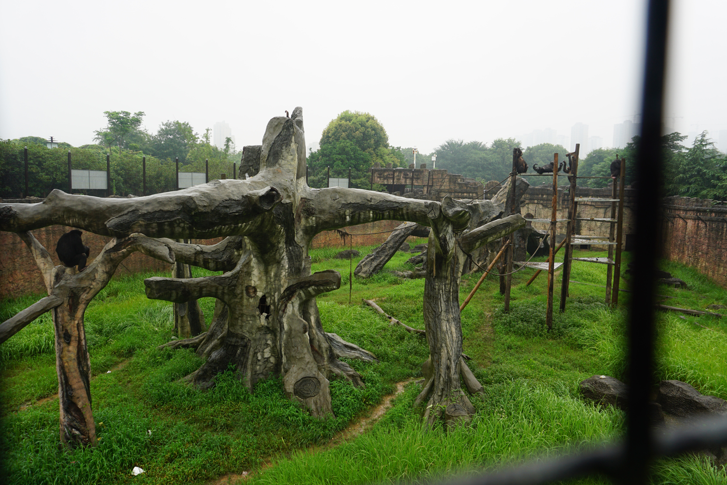 Chimpanzee enclosure