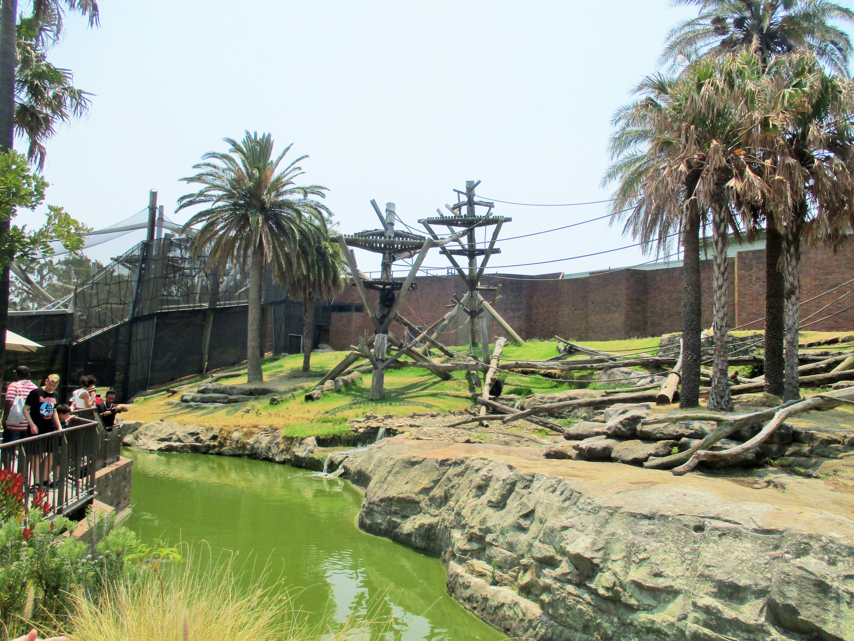 Chimpanzee Enclosure