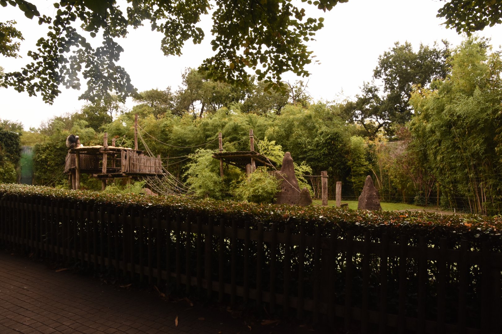 Chimpanzee enclosure