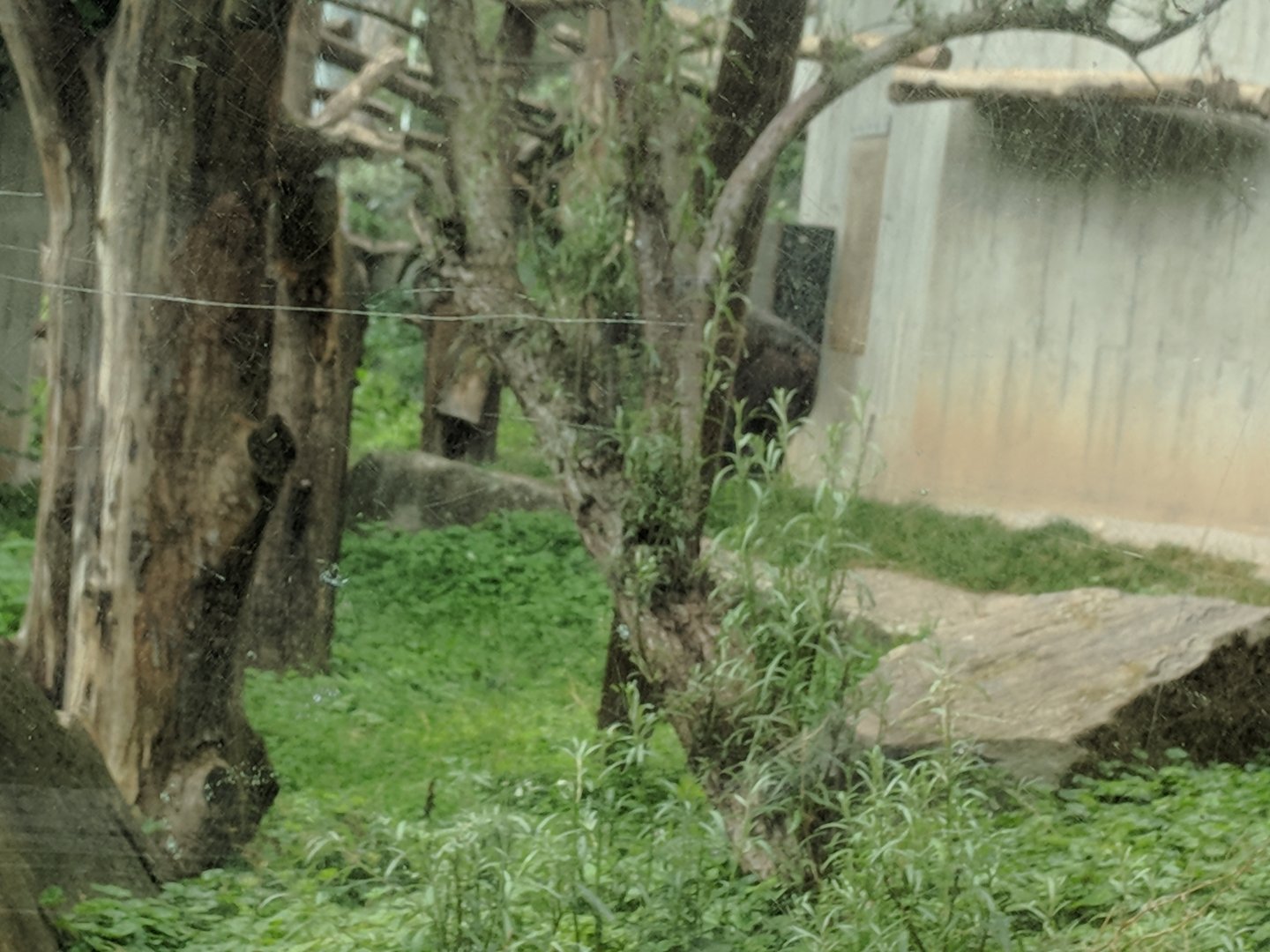 Chimpanzee Enclosure