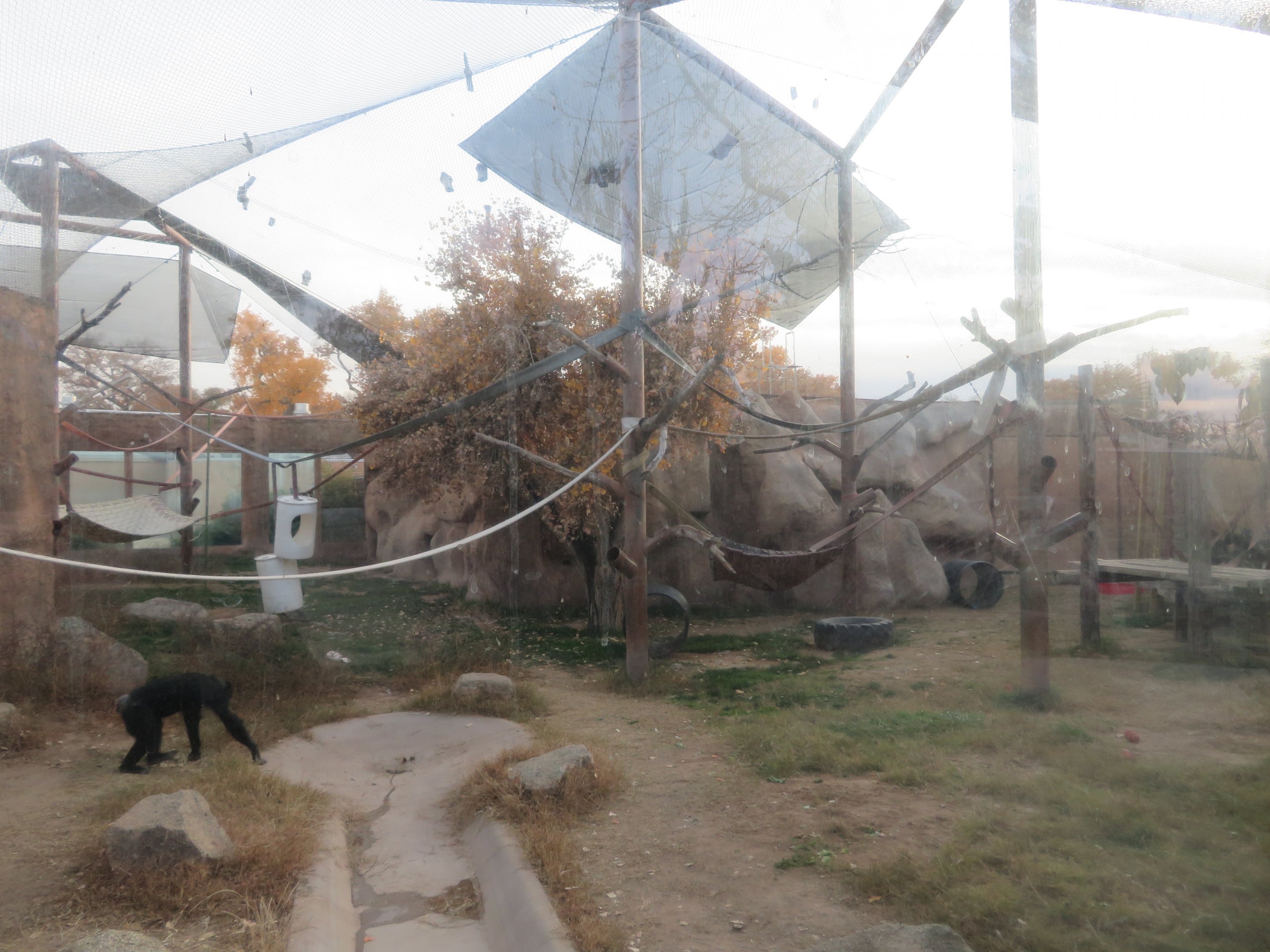 Chimpanzee Enclosure