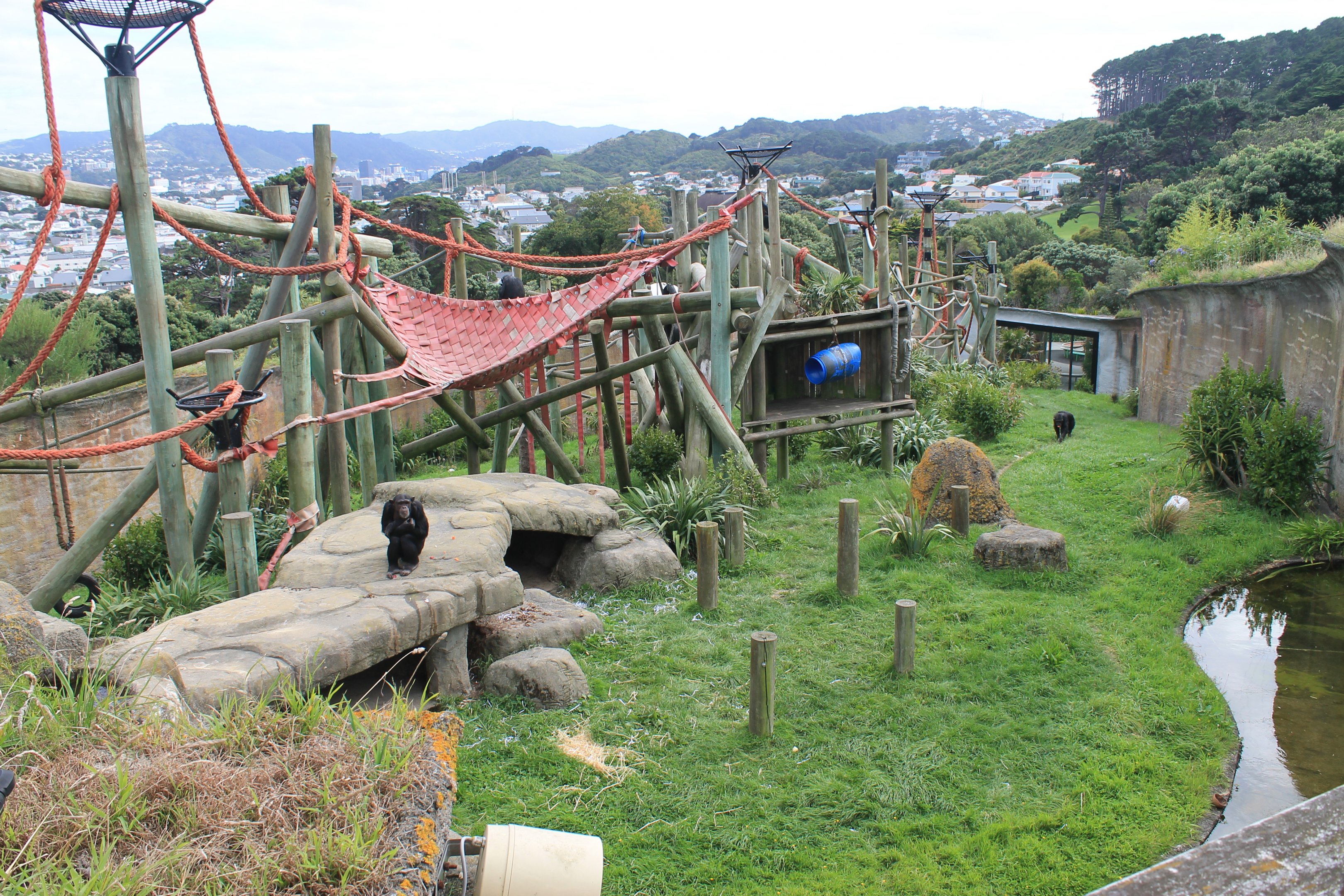 Chimpanzee enclosure