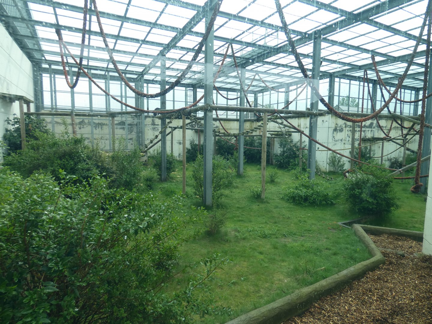 Chimpanzee enclosure