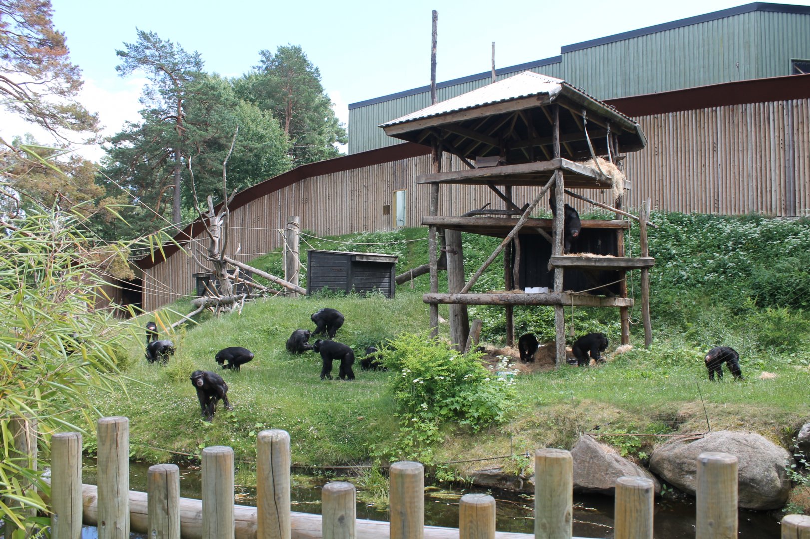 Chimpanzee Enclosure
