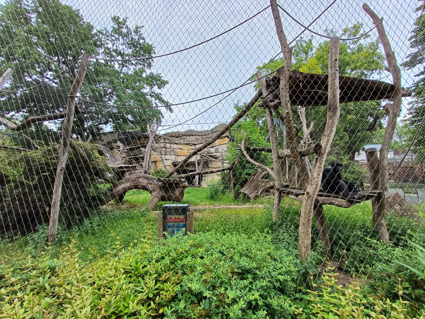 Chimpanzee- enclosure