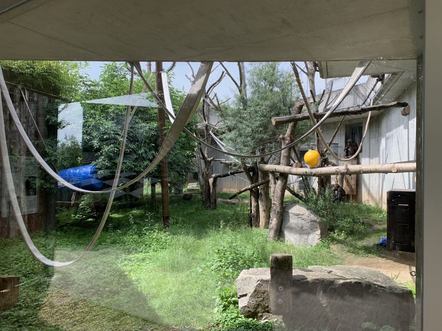 Chimpanzee enclosure