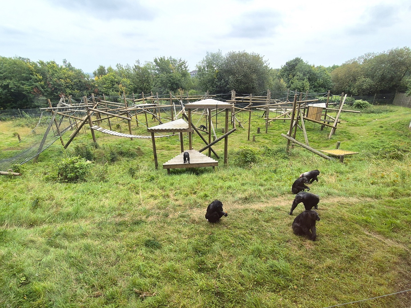 Chimpanzee enclosure.