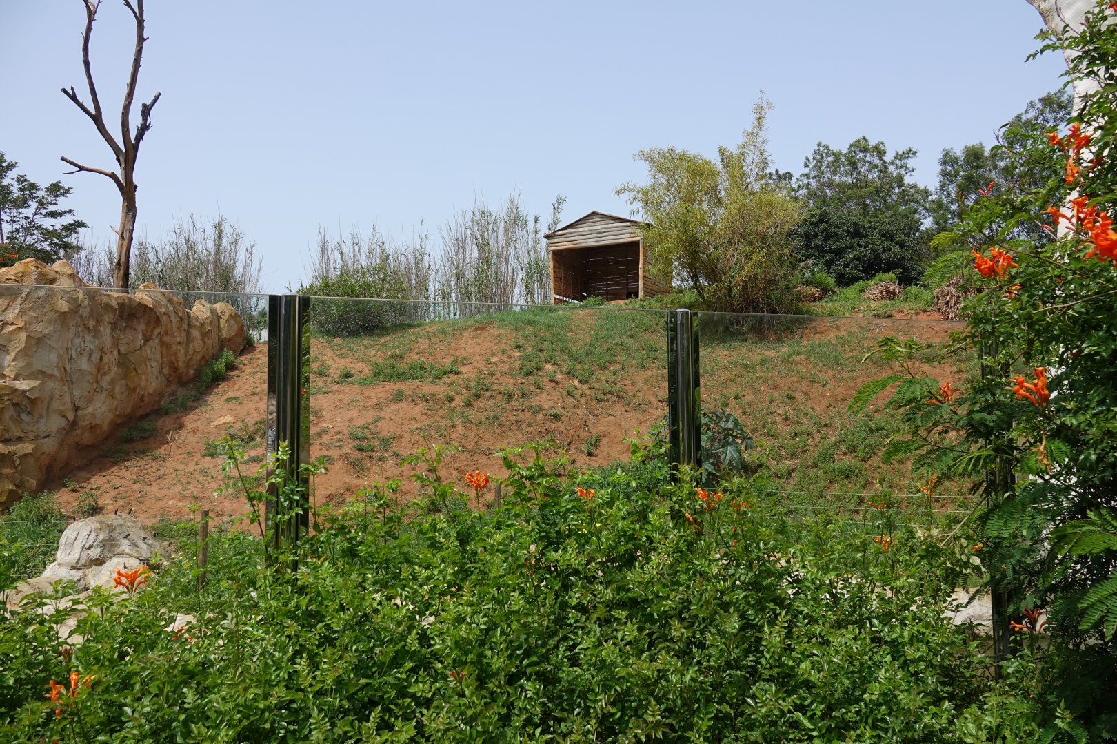 Chimpanzee Enclosure