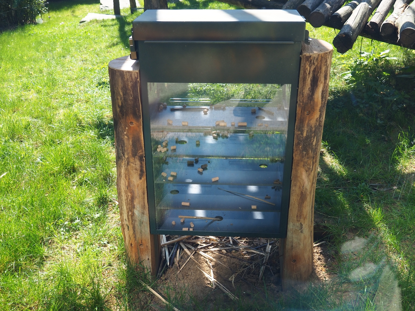 Chimpanzee enrichment feeder, 2019-04-20