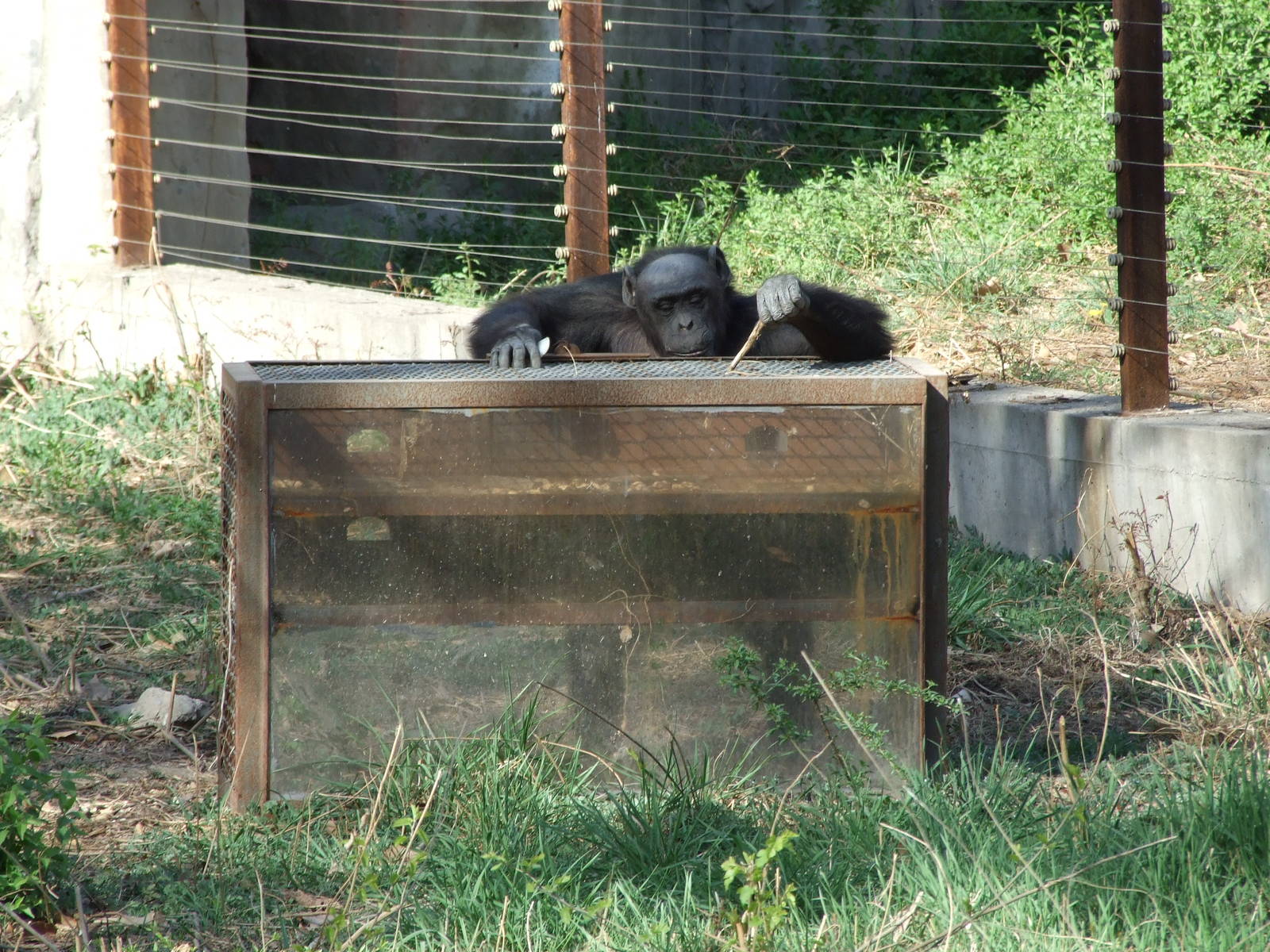 Chimpanzee enrichment