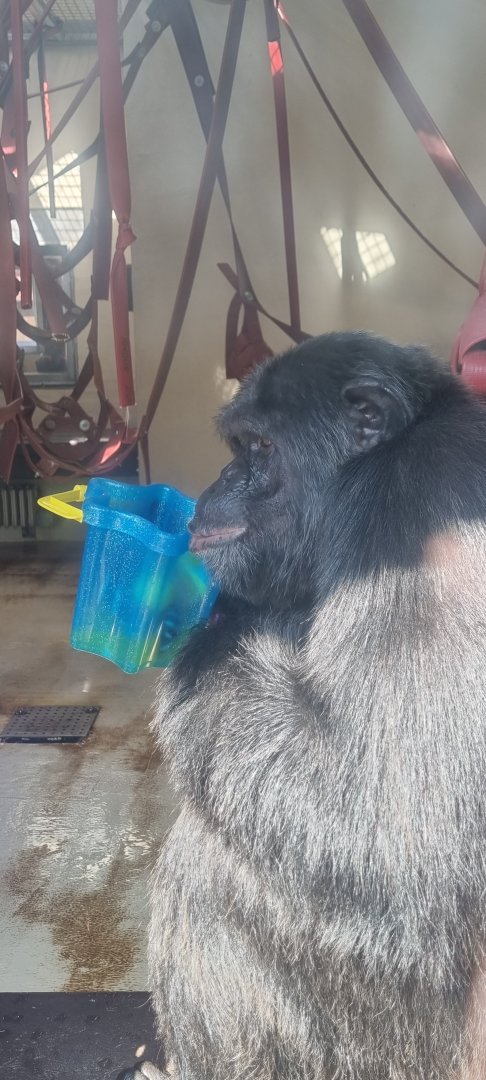 Chimpanzee enrichment