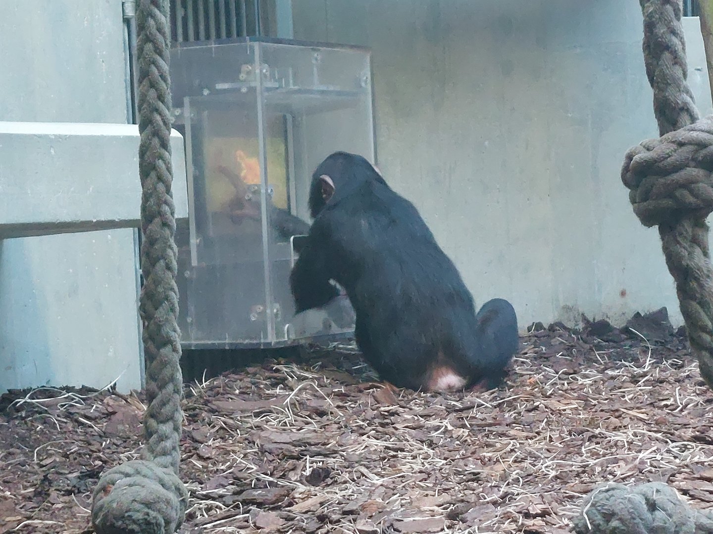 Chimpanzee enrichment