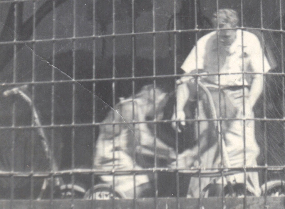 Chimpanzee entertainers circa 1950s