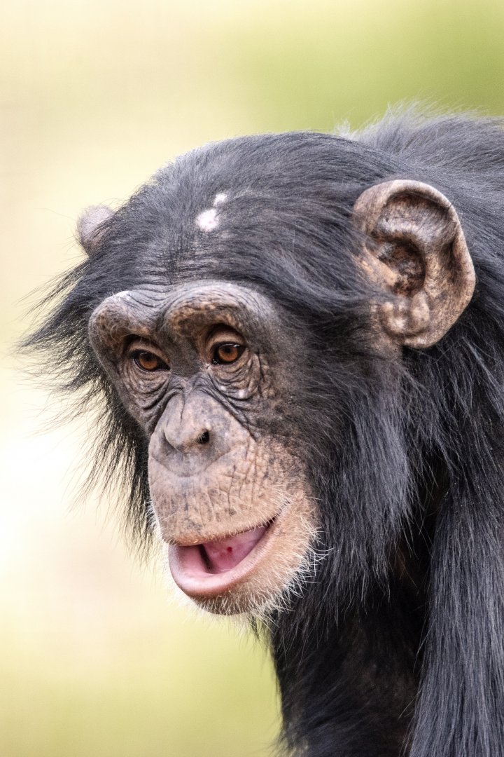 Chimpanzee 'Enzi'