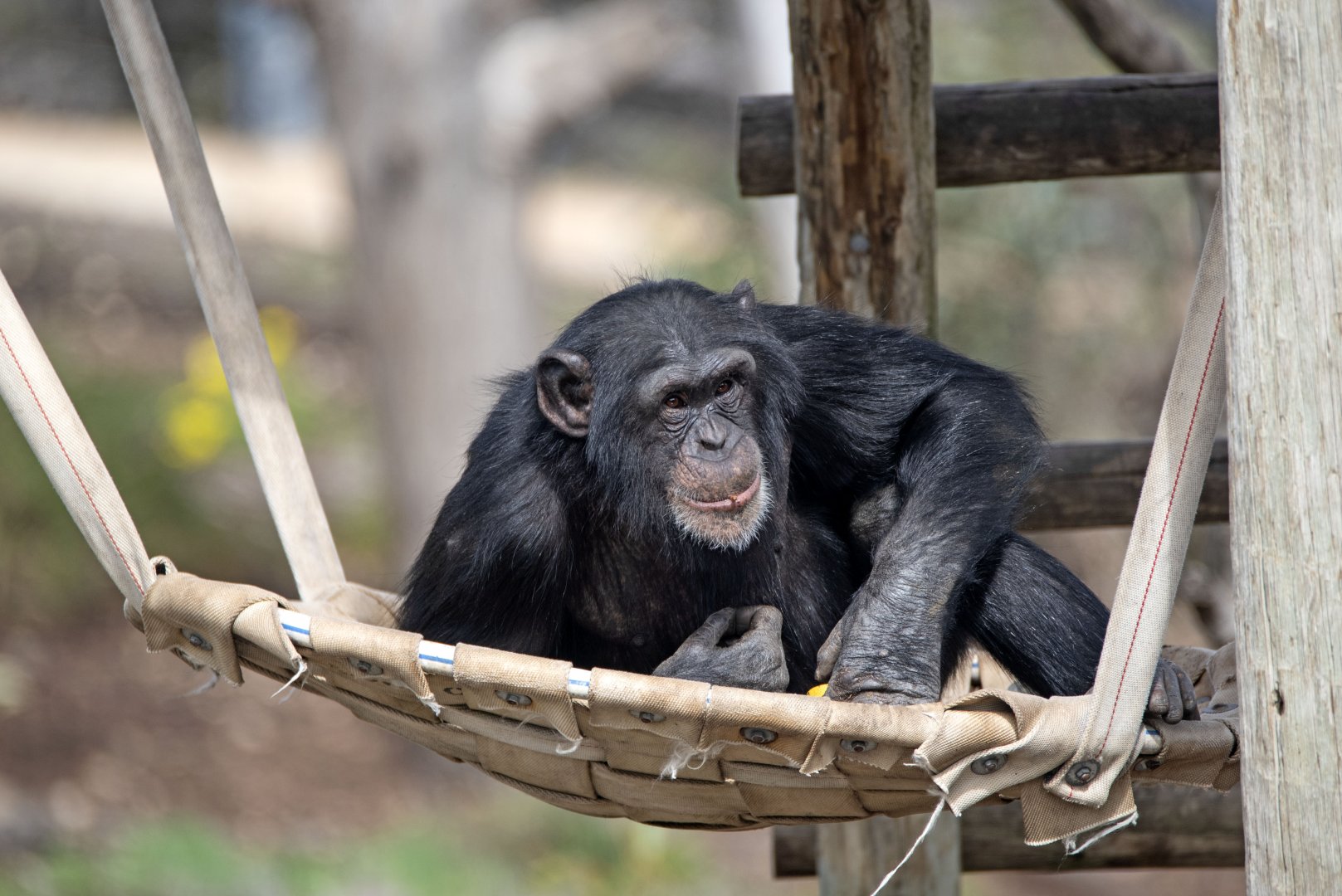 Chimpanzee 'Enzi'