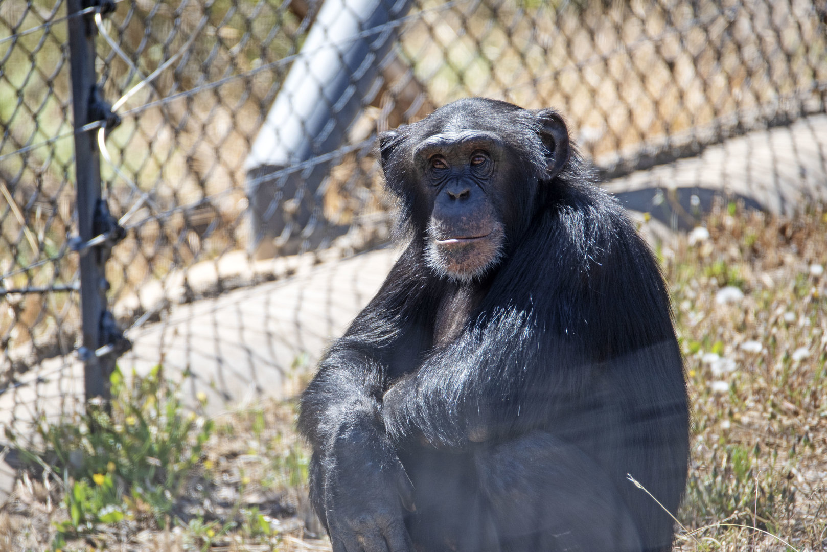 Chimpanzee 'Enzi'