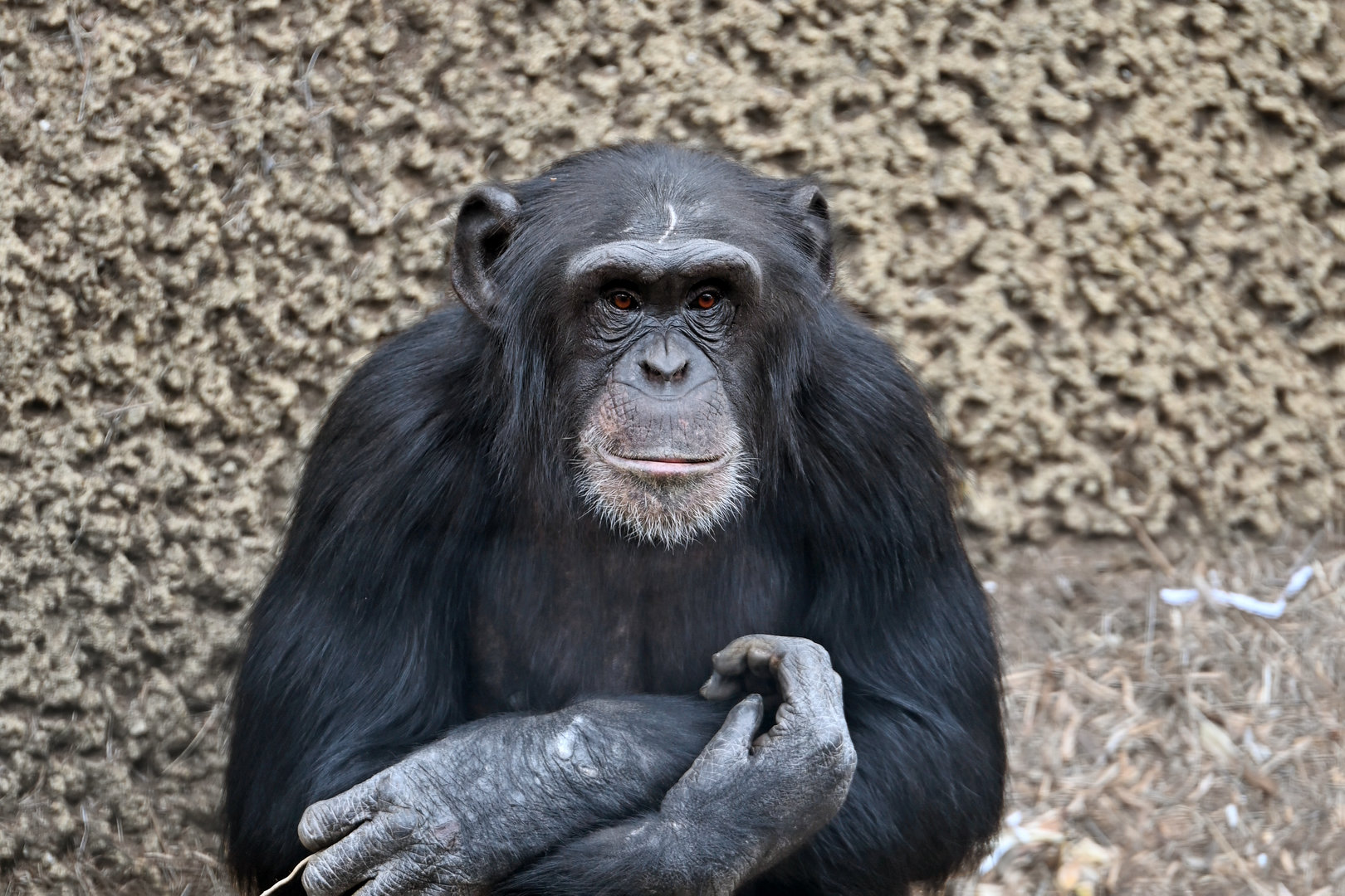 Chimpanzee 'Enzi'