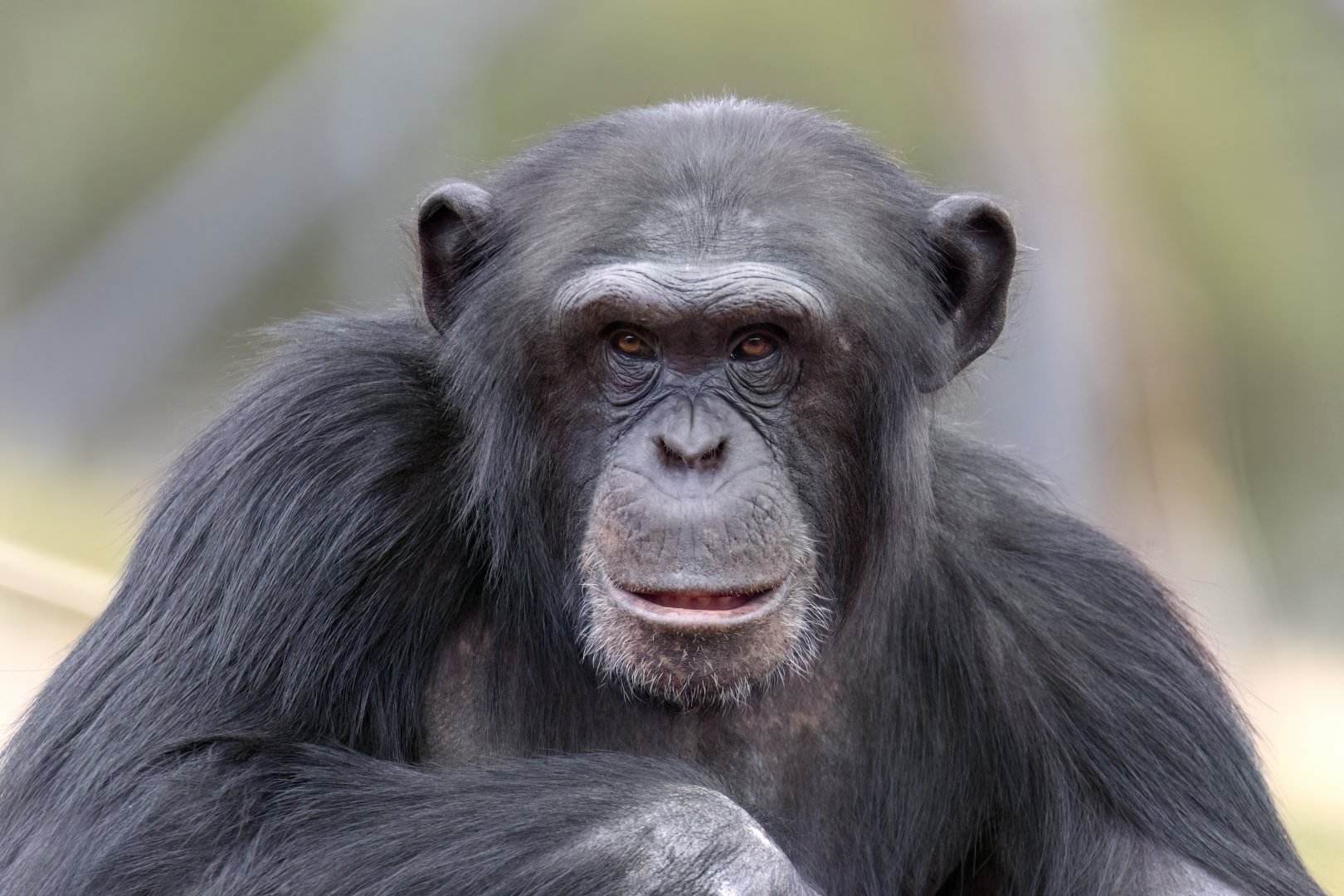 Chimpanzee 'Enzi'