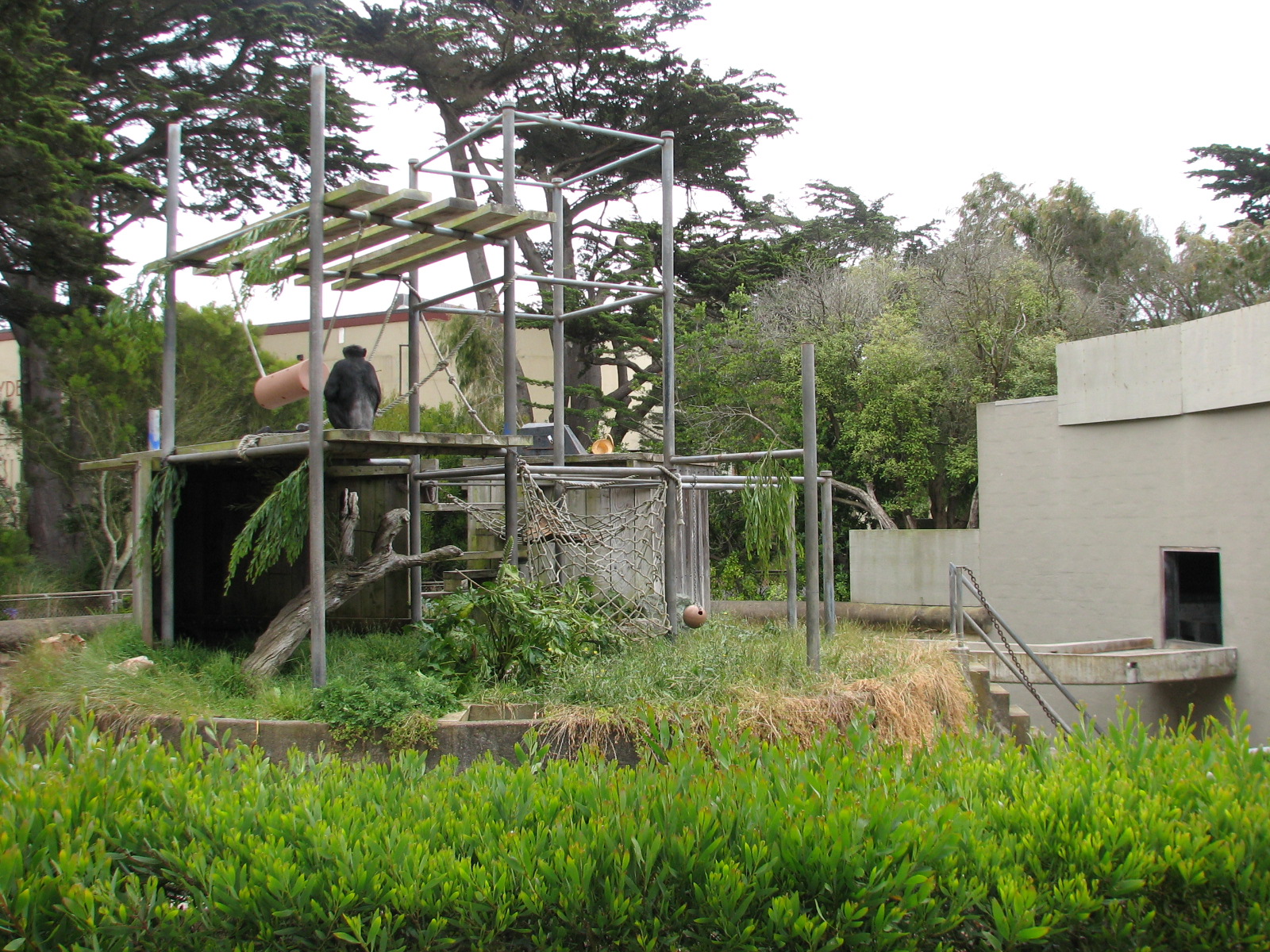 Chimpanzee Exhibit 1