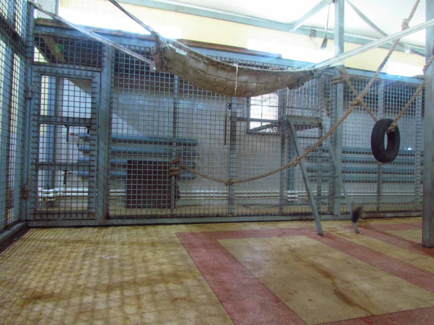 Chimpanzee exhibit 1