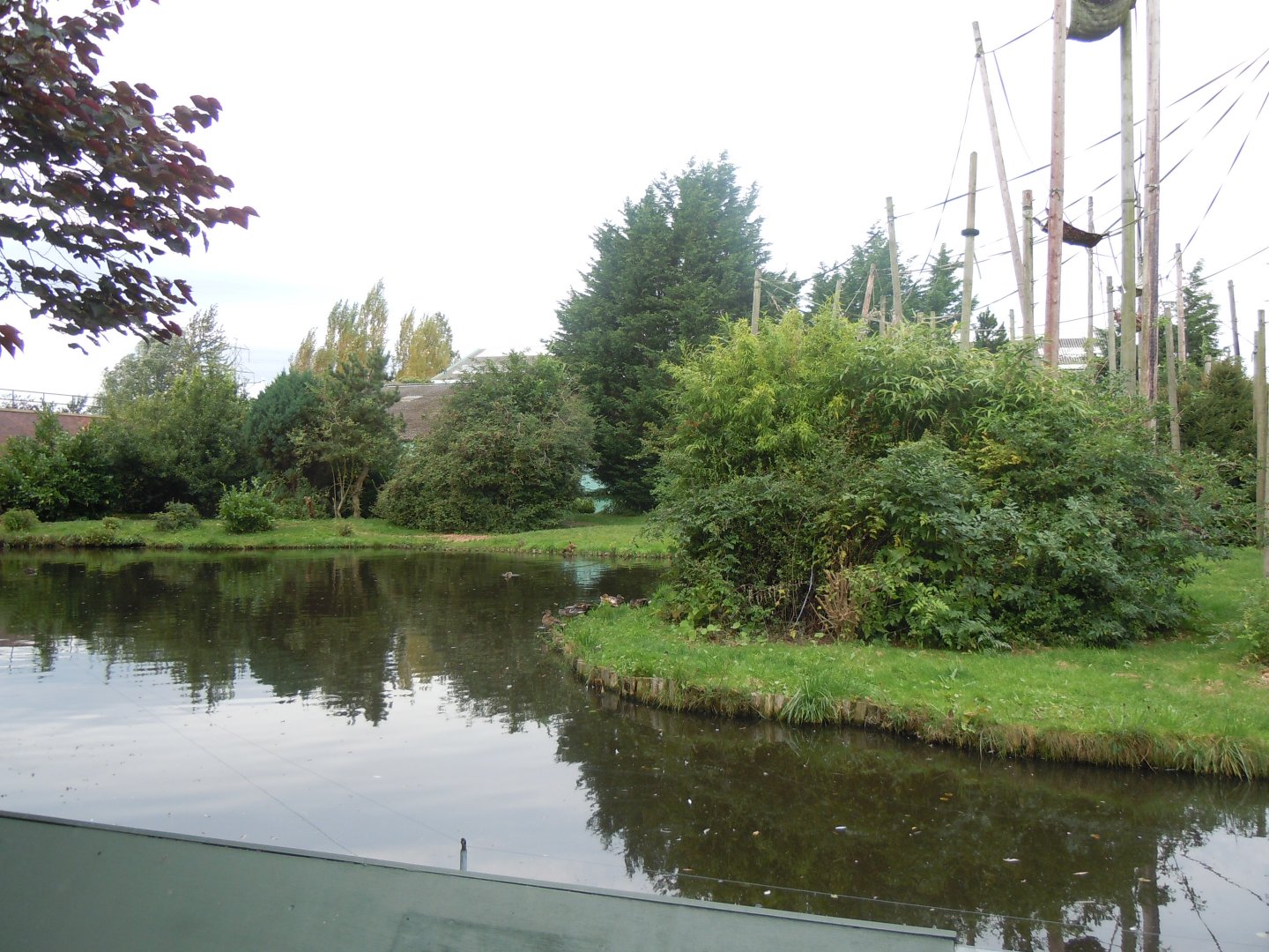 Chimpanzee exhibit 110920