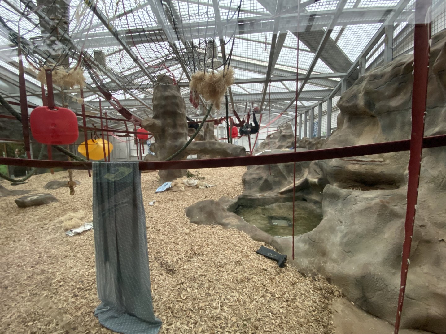 Chimpanzee exhibit 110925