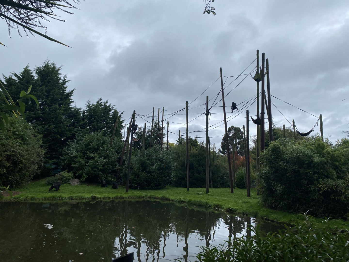 Chimpanzee exhibit 191021