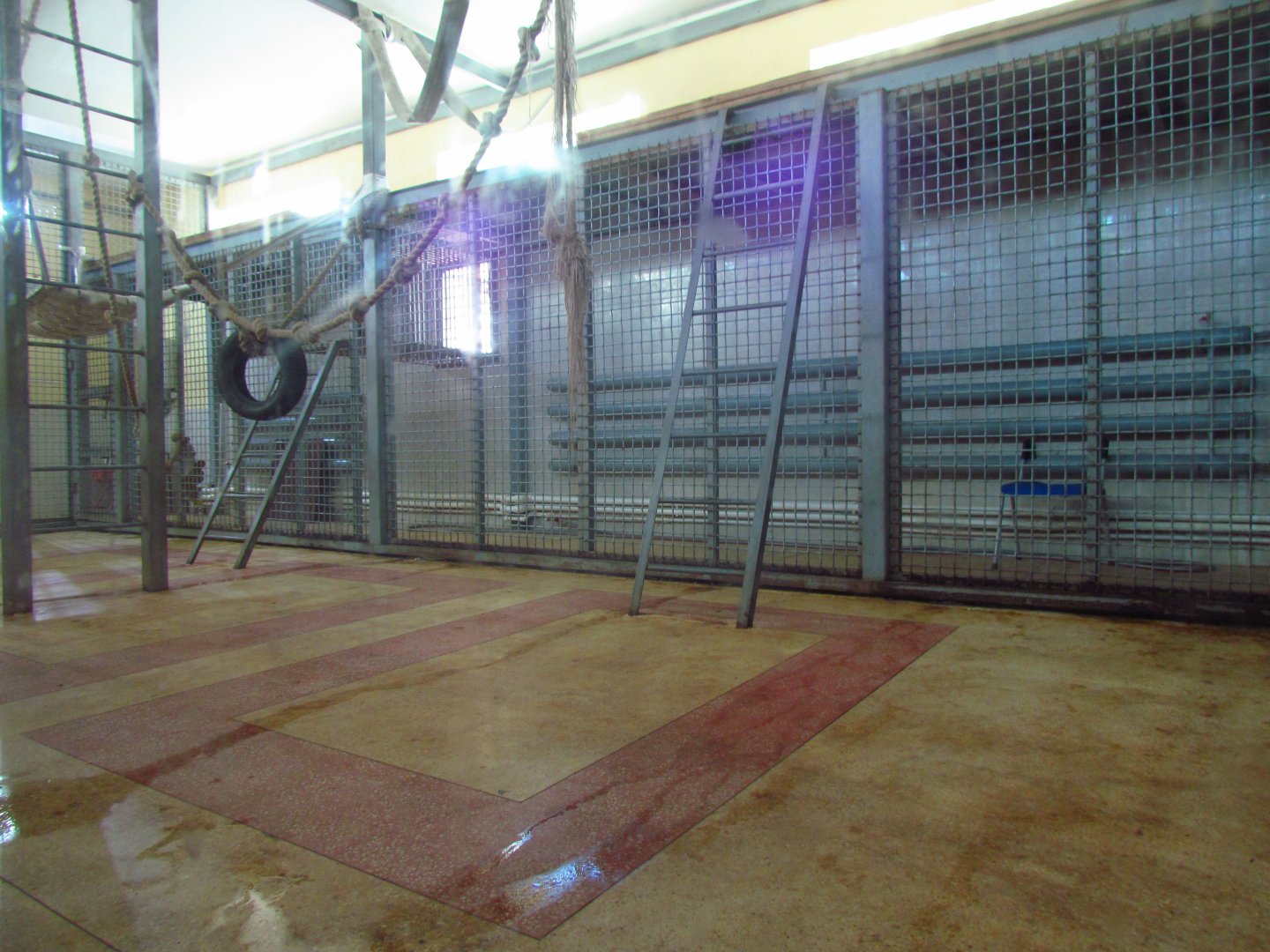 Chimpanzee exhibit 2