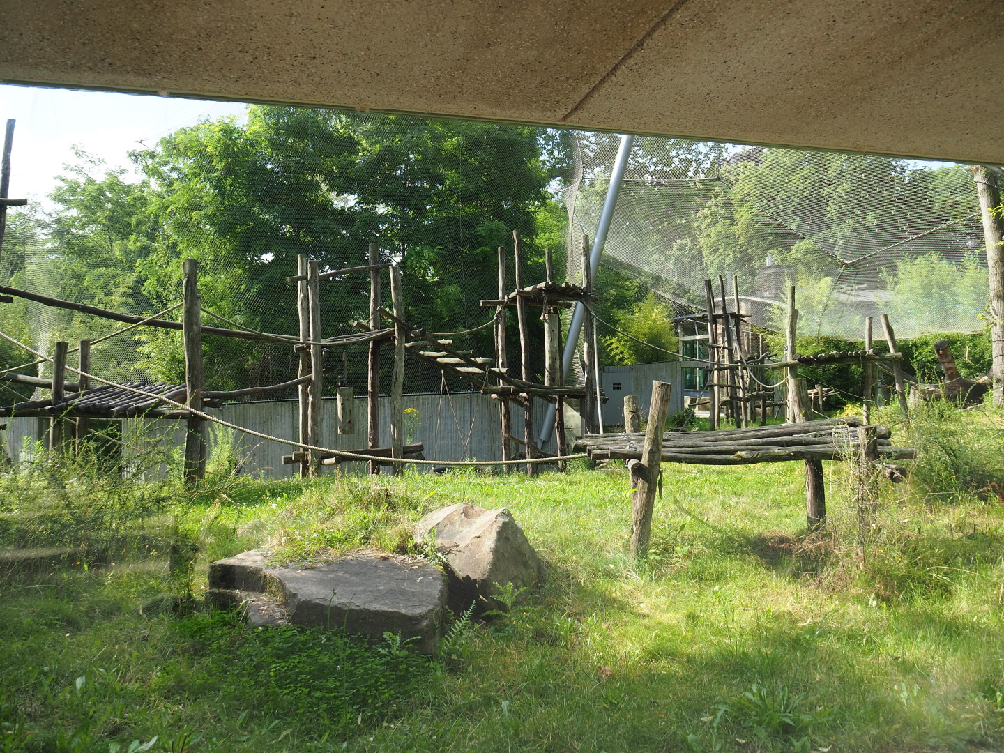 Chimpanzee exhibit, 2021-07-17
