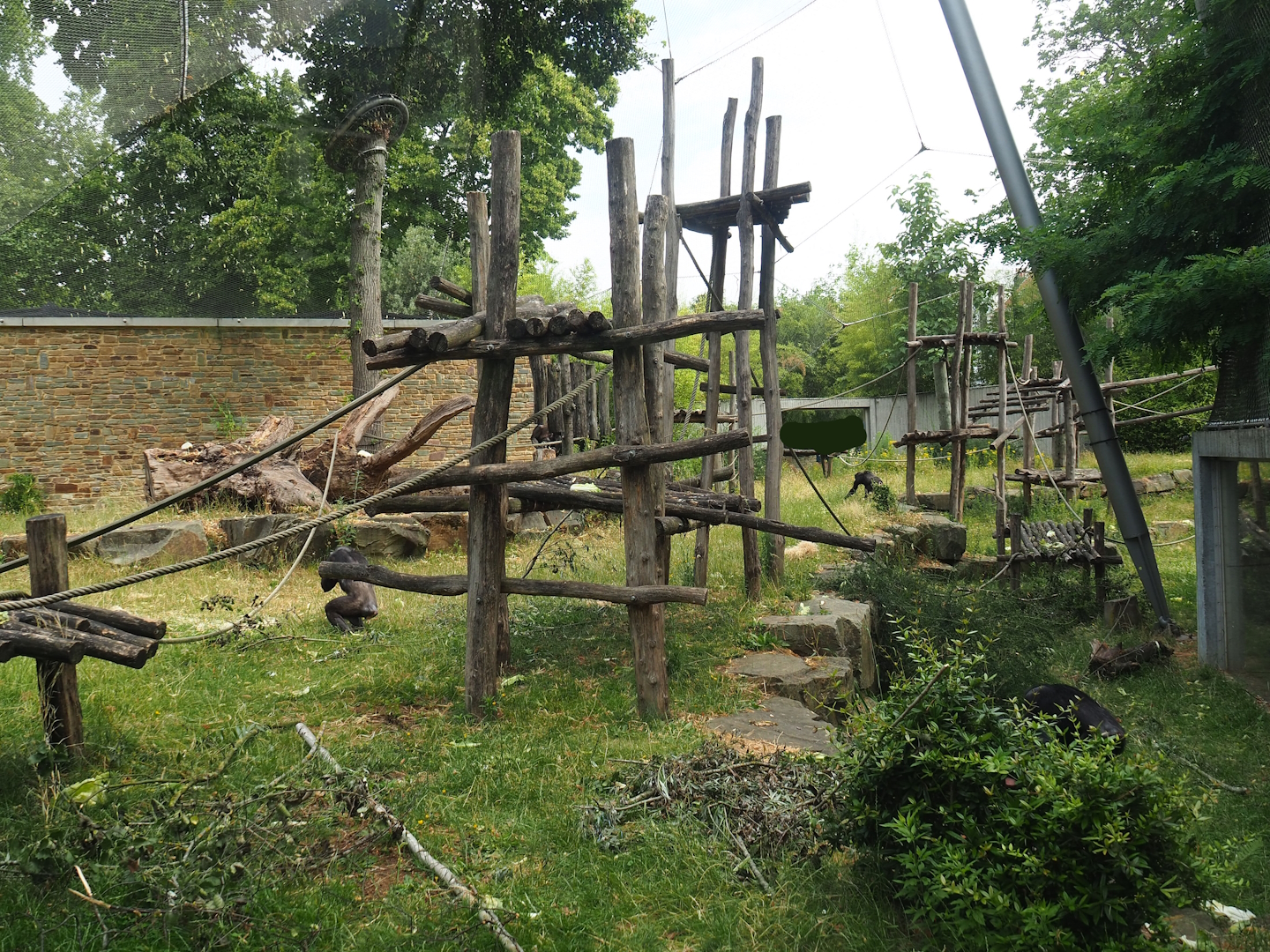 Chimpanzee exhibit, 2023-07-02