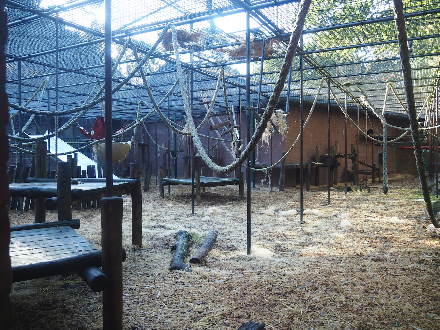 Chimpanzee exhibit, 2023-09-24