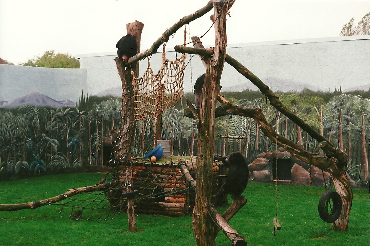 Chimpanzee exhibit 23rd October 1999