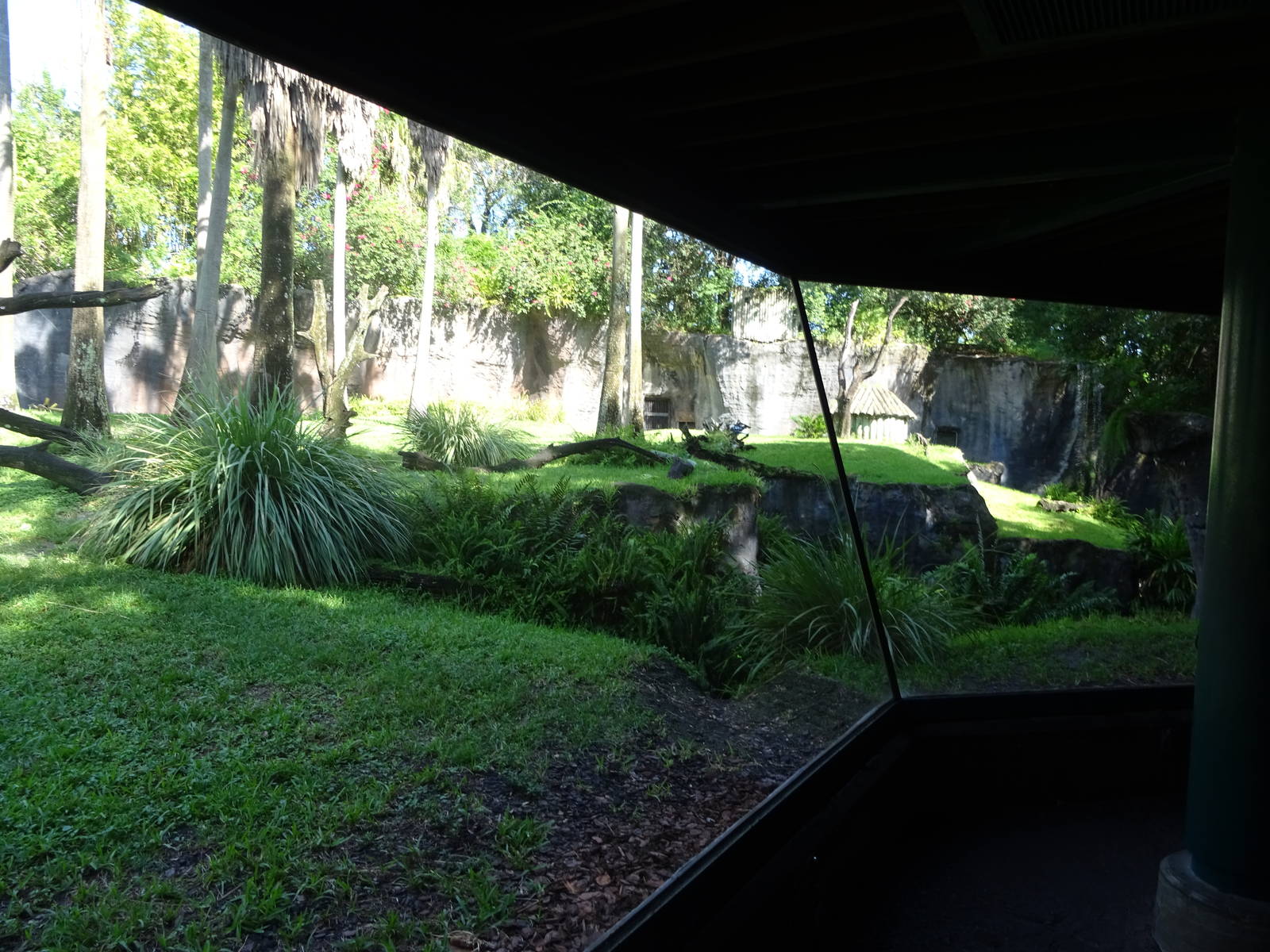 Chimpanzee Exhibit at Busch Gardens Tampa