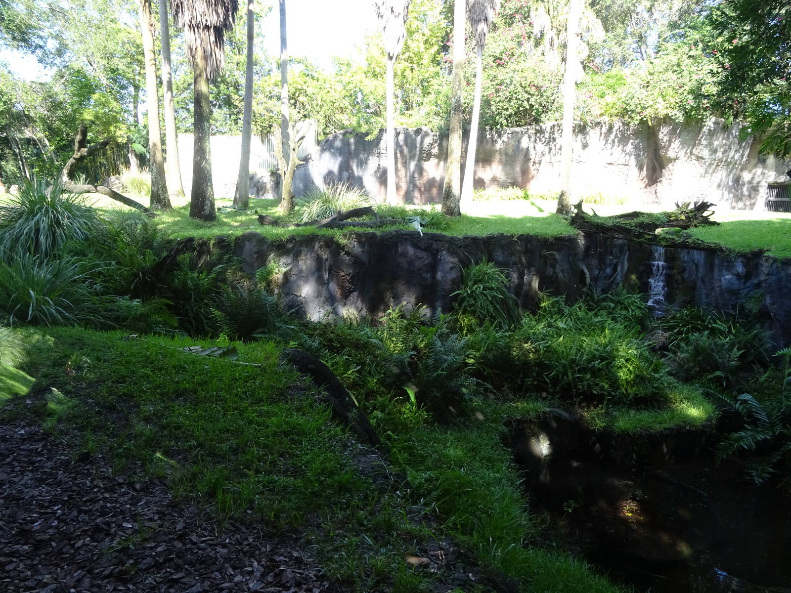 Chimpanzee Exhibit at Busch Gardens Tampa
