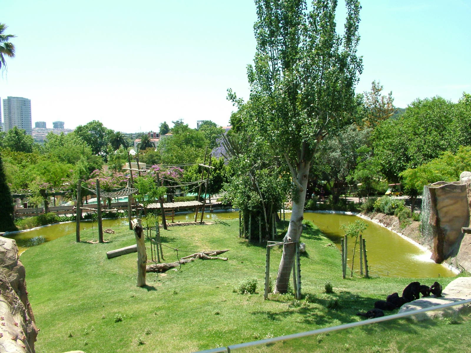 Chimpanzee Exhibit at Lisbon Zoo, 24/05/11