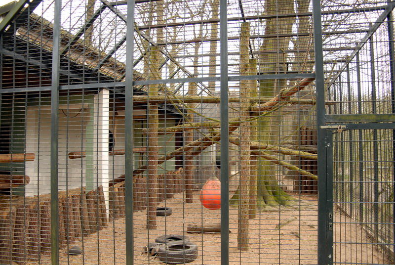 Chimpanzee exhibit at Lübeck (now closed)