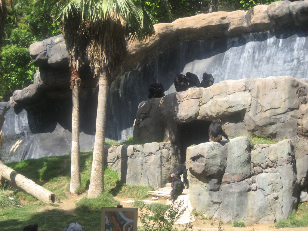 Chimpanzee exhibit at the Los Angeles Zoo